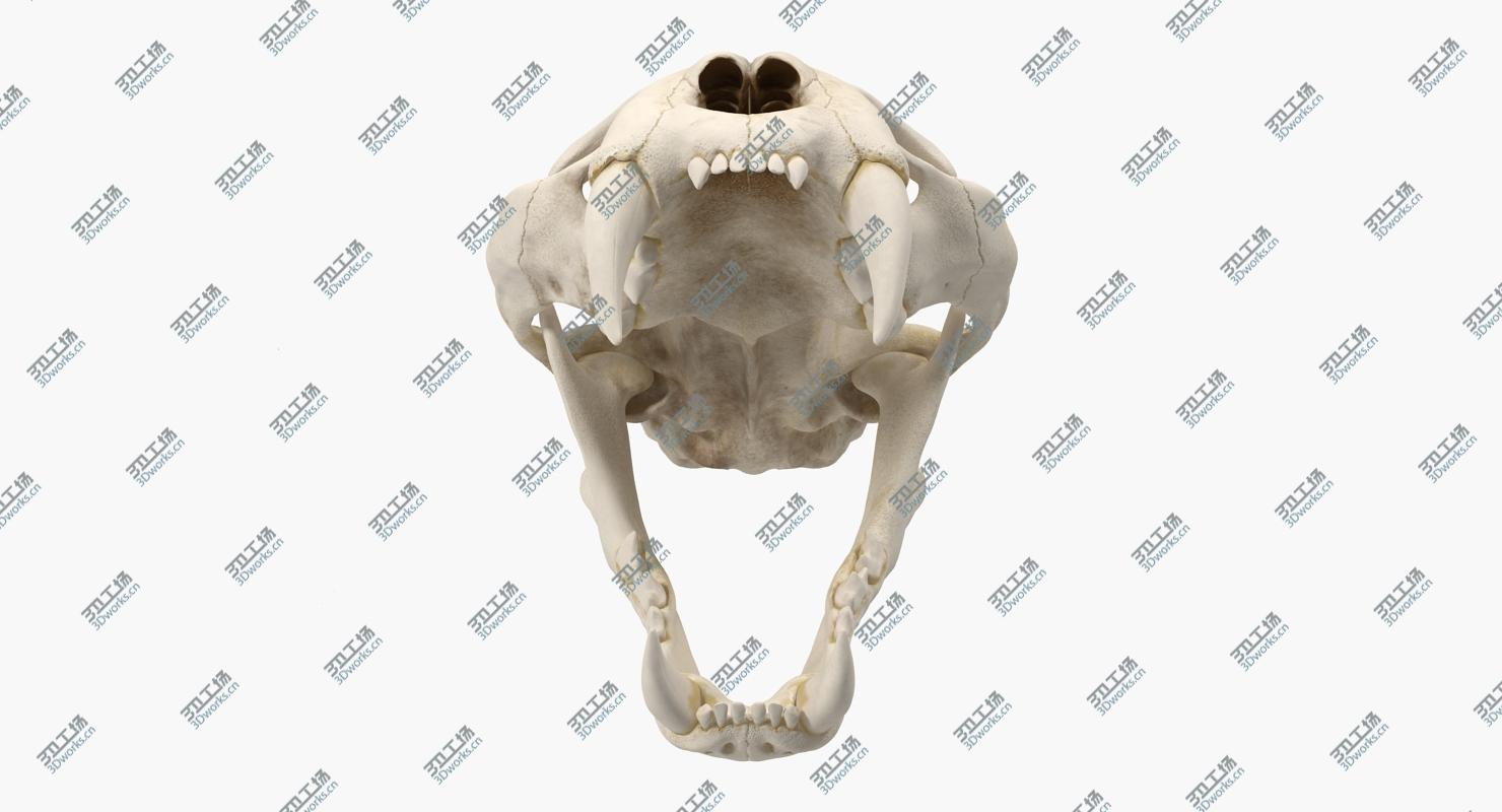 images/goods_img/202104091/Bengal Tiger Skull 3D/5.jpg